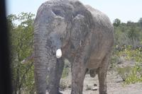 Etosha-Nationalpark