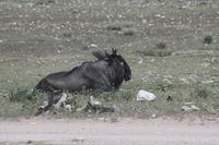 Etosha-Nationalpark