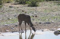 Etosha-Nationalpark