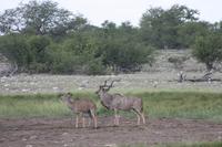 Etosha-Nationalpark
