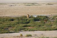 Etosha-Nationalpark