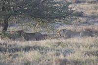Etosha-Nationalpark