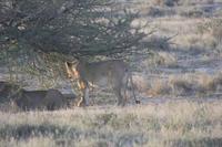 Etosha-Nationalpark