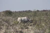 Etosha-Nationalpark