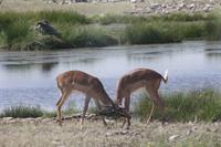 Etosha-Nationalpark