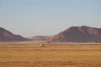 Ausflug ins Sossusvlei