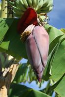 Bananenstaude mit samt Blüte