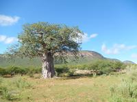 Baobab Baum