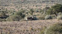 Bergzebras am Canyon Village (2)