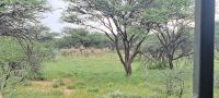 Bergzebras