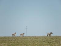 Bergzebras