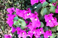 Blumiges Namibia