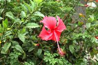 Blumiges Windhoek