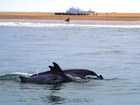 Bootsfahrt in der Lagune von Walvis Bay