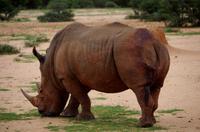 Breitmaulnashorn