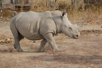 Breitmaulnashorn