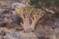 Butterbaum
