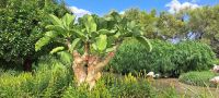 Butterbaum