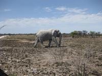 Der Elefant hat es eilig