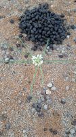 Die Namib Lilly kommt hervor (dem Oryx egal :-))