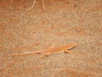 Echse im Sossusvlei