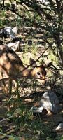 Ein Damara Dikdik begrüßt uns.