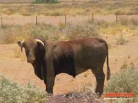 Ein Stier an der Straße
