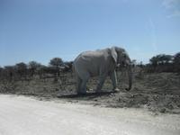 Elefant ganz nah