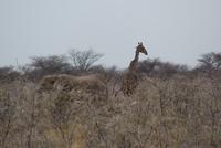 Elefant und Giraffe