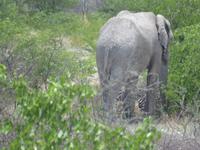 Elefant von hinten