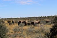 Elefanten im Etosha Nationalpark