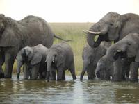 Elefanten im Etosha Nationalpark