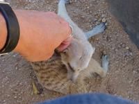 Erdmännchen Erongo Gebirge