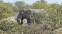 Erste Pirschfahrt im Etosha Nationalpark (10)
