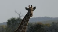 Erste Pirschfahrt im Etosha Nationalpark (6)