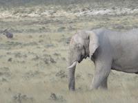 Etoscha Elefant