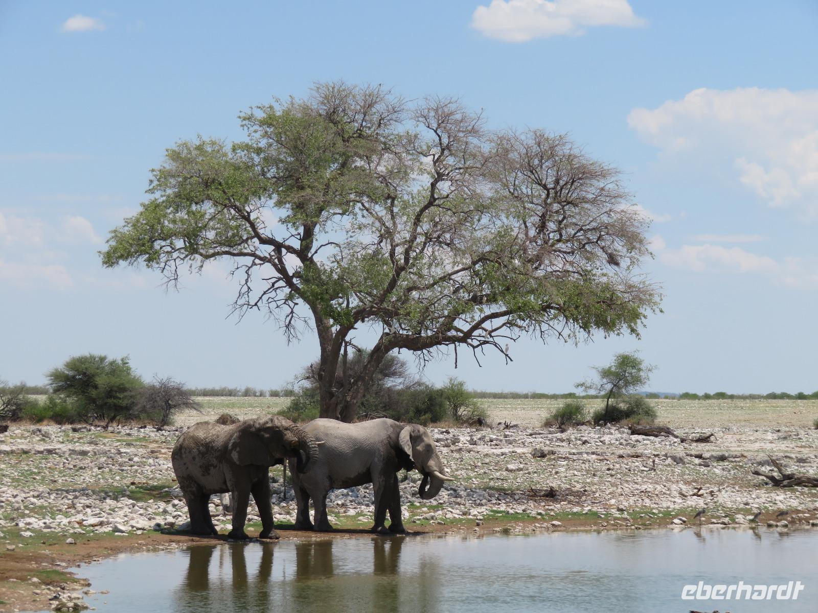 Etoscha Elefanten am Wasserloch
