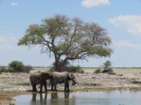Etoscha Elefanten am Wasserloch