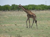 Etoscha Giraffe