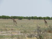 Etoscha Giraffen