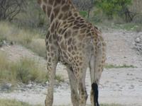 Etoscha Giraffenpo