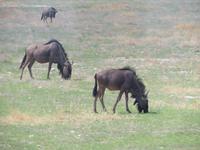 Etoscha Gnu's