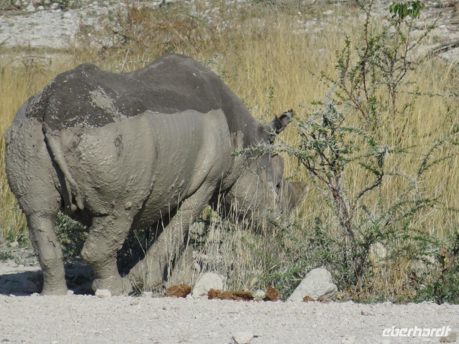 Etoscha Nashorn