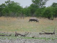 Etoscha Nashorn