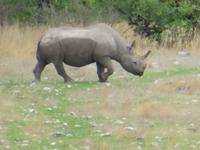 Etoscha Nashorn
