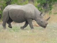 Etoscha Nashorn
