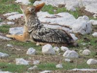 Etoscha Schakal