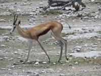 Etoscha Springbock