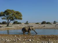 Etoscha Wasserloch