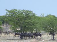 Etoscha
